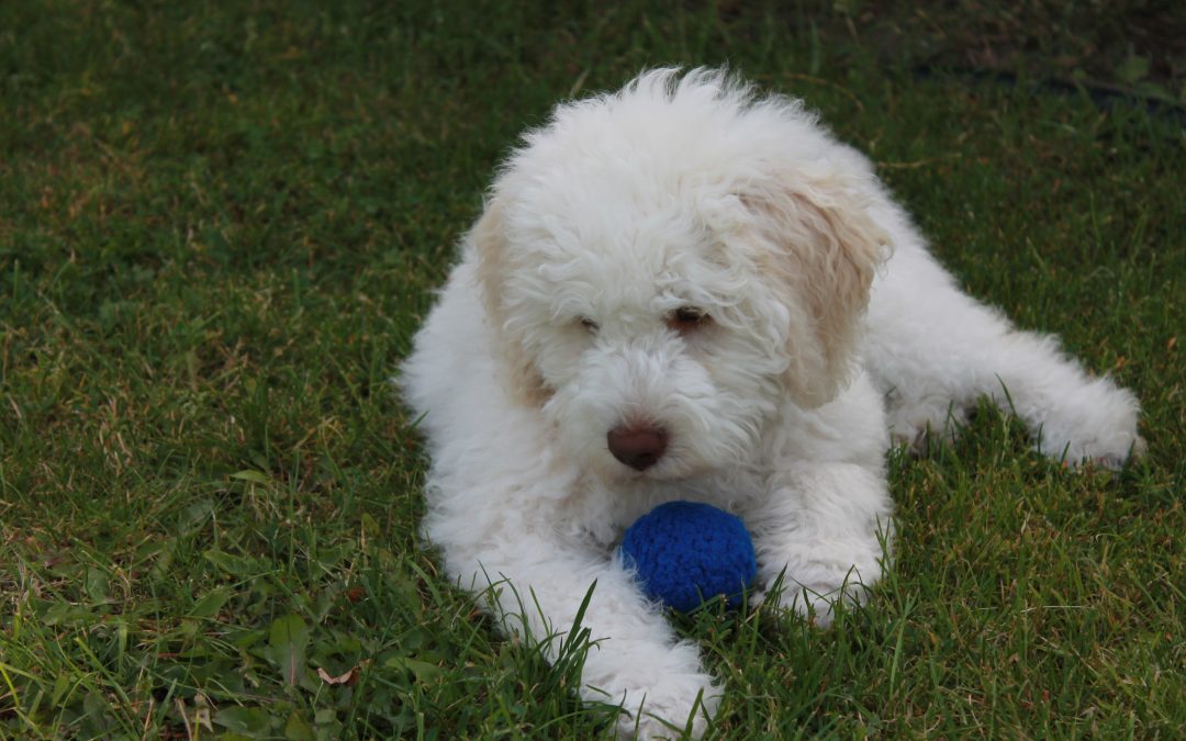 Lagotto Romagnolo Zucht