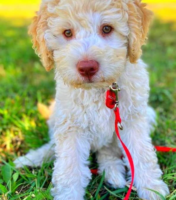 Lagotto Romagnolo