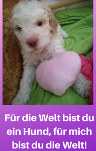Welpenimpfungen beim Lagotto Romagnolo