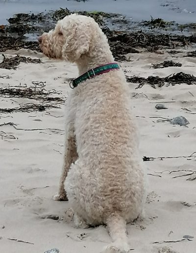 Bontje ein Lagotto Romagnolo an der Ostsee