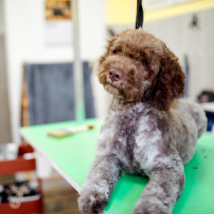 Welpenuntersuchung und Welpenimpfungen beim Lagotto Romagnolo
