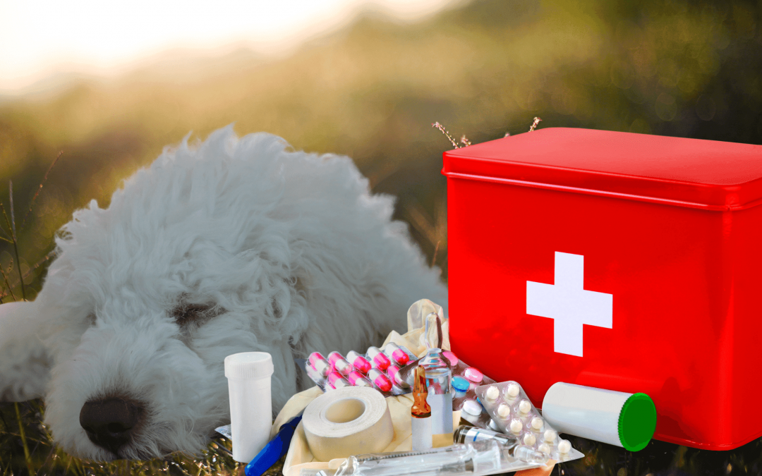 Erste Hilfe für Hunde
