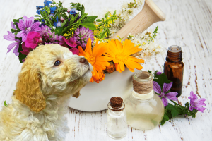 Hundeapotheke homöopatisch