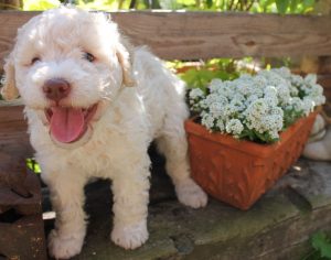 Gesunder Lagotto Romagnolo Welpe