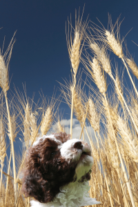 Grannen beim Hund