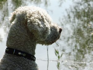 italienischer Wasserhund Charakter