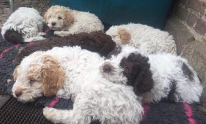 lagotto Romagnolo Welpen