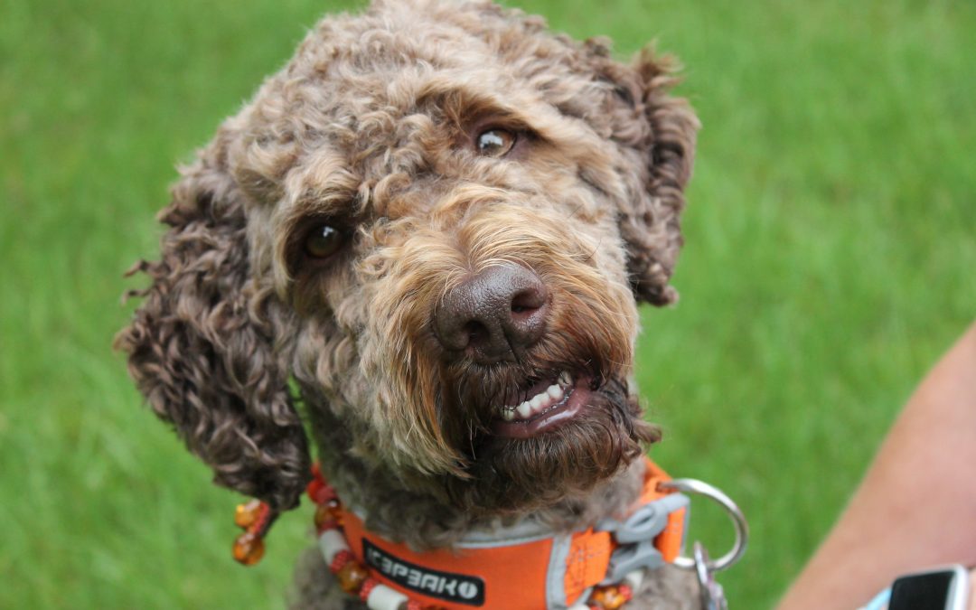 Lagotto Romagnolo Charakter