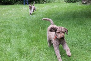 Charakter Lagotto