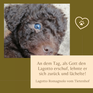 Lagotto Romagnolo Zitate