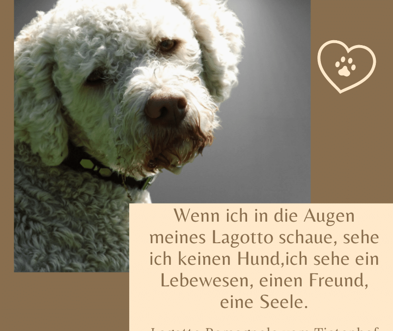 Lagotto Romagnolo Sprüche