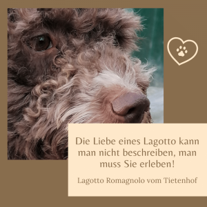 Lagotto Romagnolo Zitate
