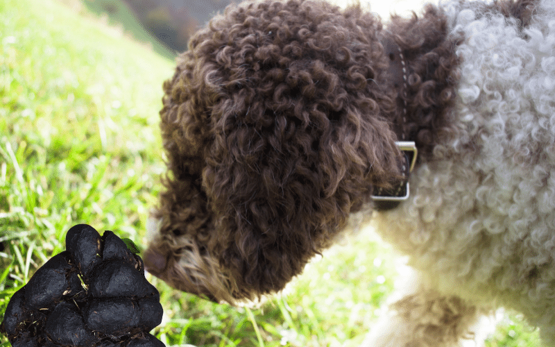 Kranker Hund durch Pferdeäpfel
