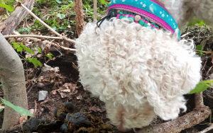 pferdeäpfel Gefahr für Hunde