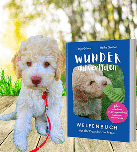 Der Lagotto Romagnolo – Bücher-Kalender