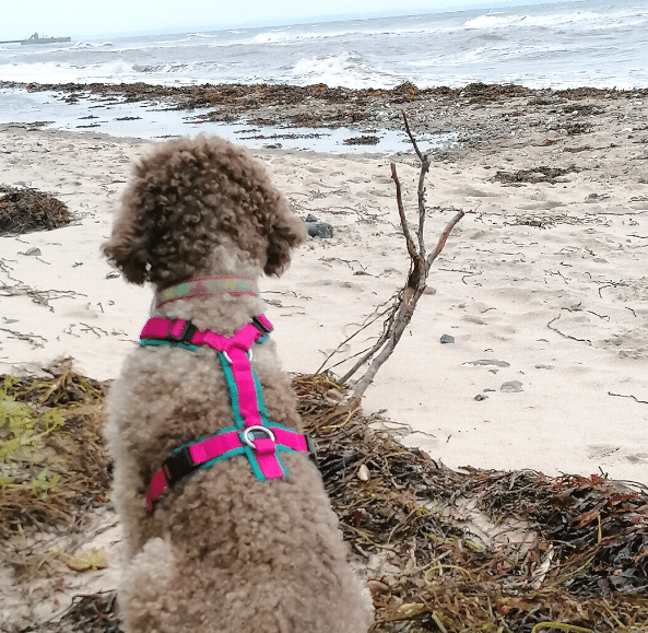 Leishmaniose beim Lagotto Romagnolo