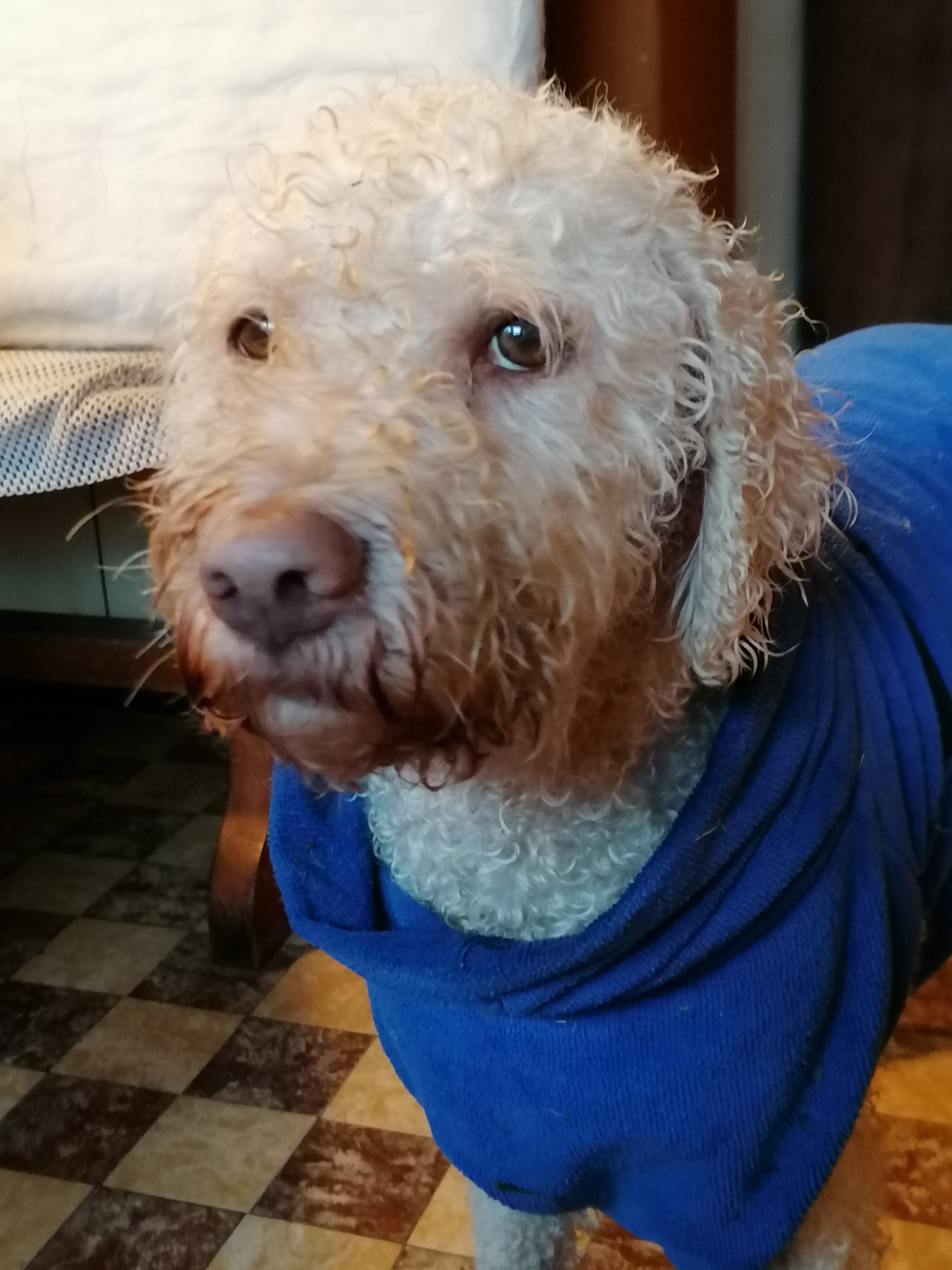 Hundebademantel