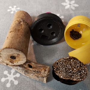 Trüffel suchen
