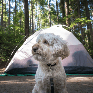 Zelten mit Hund