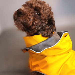 Regenjacke für Hunde