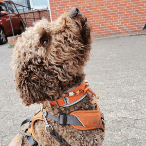 Lagotto Alma im Training