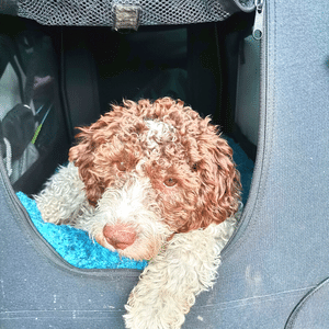 Transportbox für Hunde