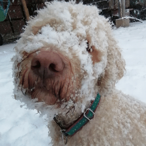 Mit Hund im Winter unterwegs