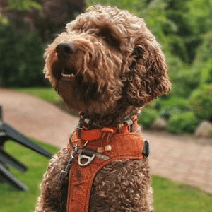 Ohrenentzündung beim Lagotto Romagnolo