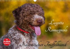 Lagotto Romagnolo Wandkalender 2023