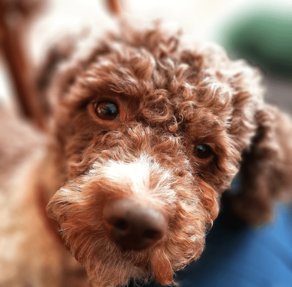 Lagotto Romagnolo im Tierheim gelandet