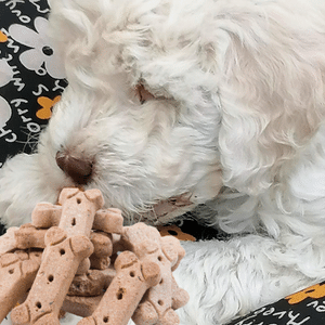 Hundekekse selber backen