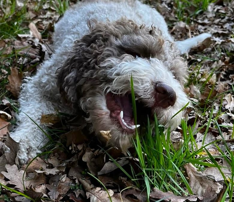 Wenn Hunde Gras fressen gibt es Regen