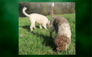 Wenn Hunde Gras fressen