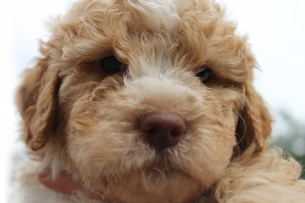 Romagnolo_Welpe_beige Lagotto Romagnolo Amber, Fellfarbe Orange
