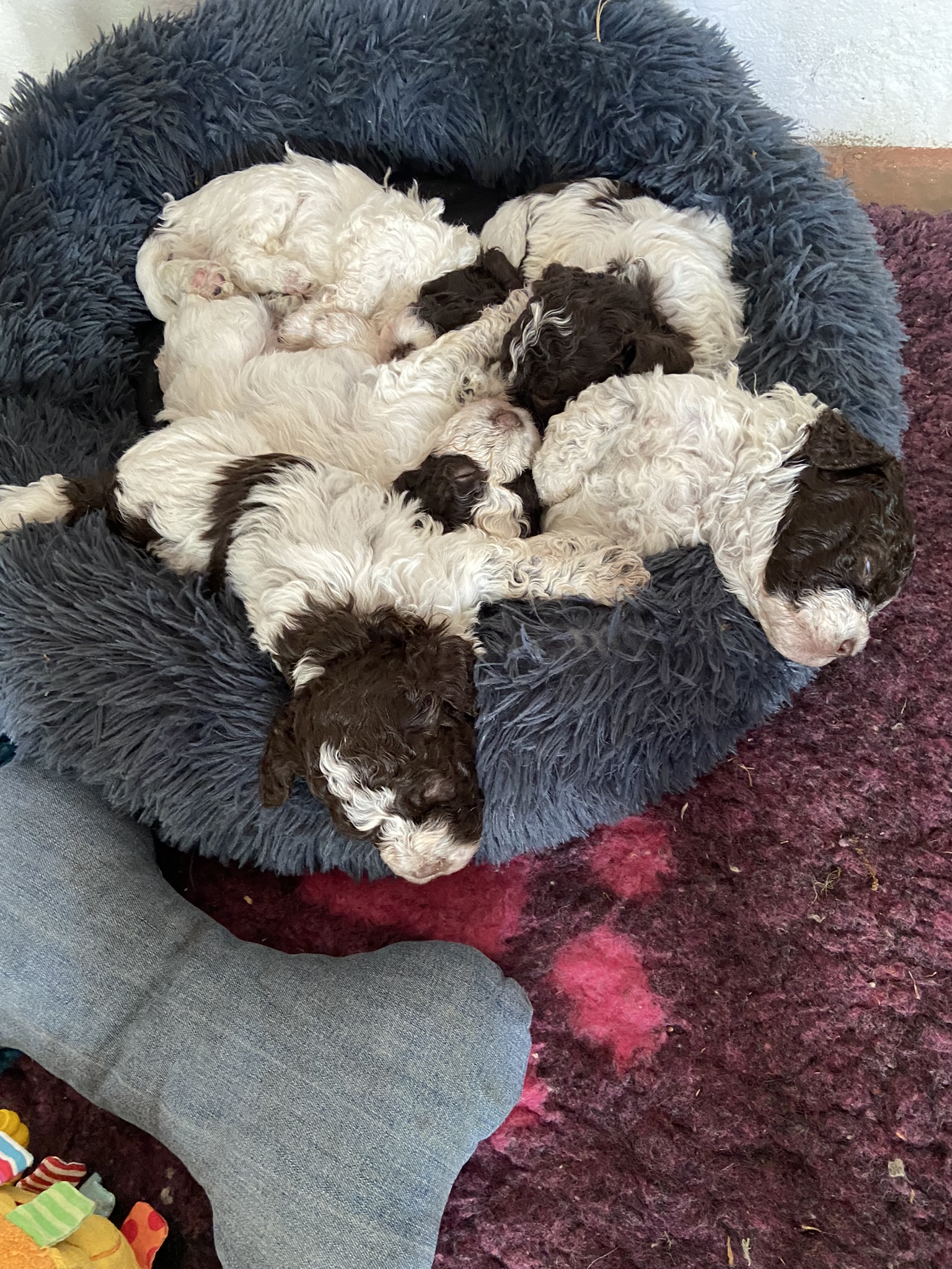 Fünf Lagotto Romagnolowelpen im Wolke 7 Donut
