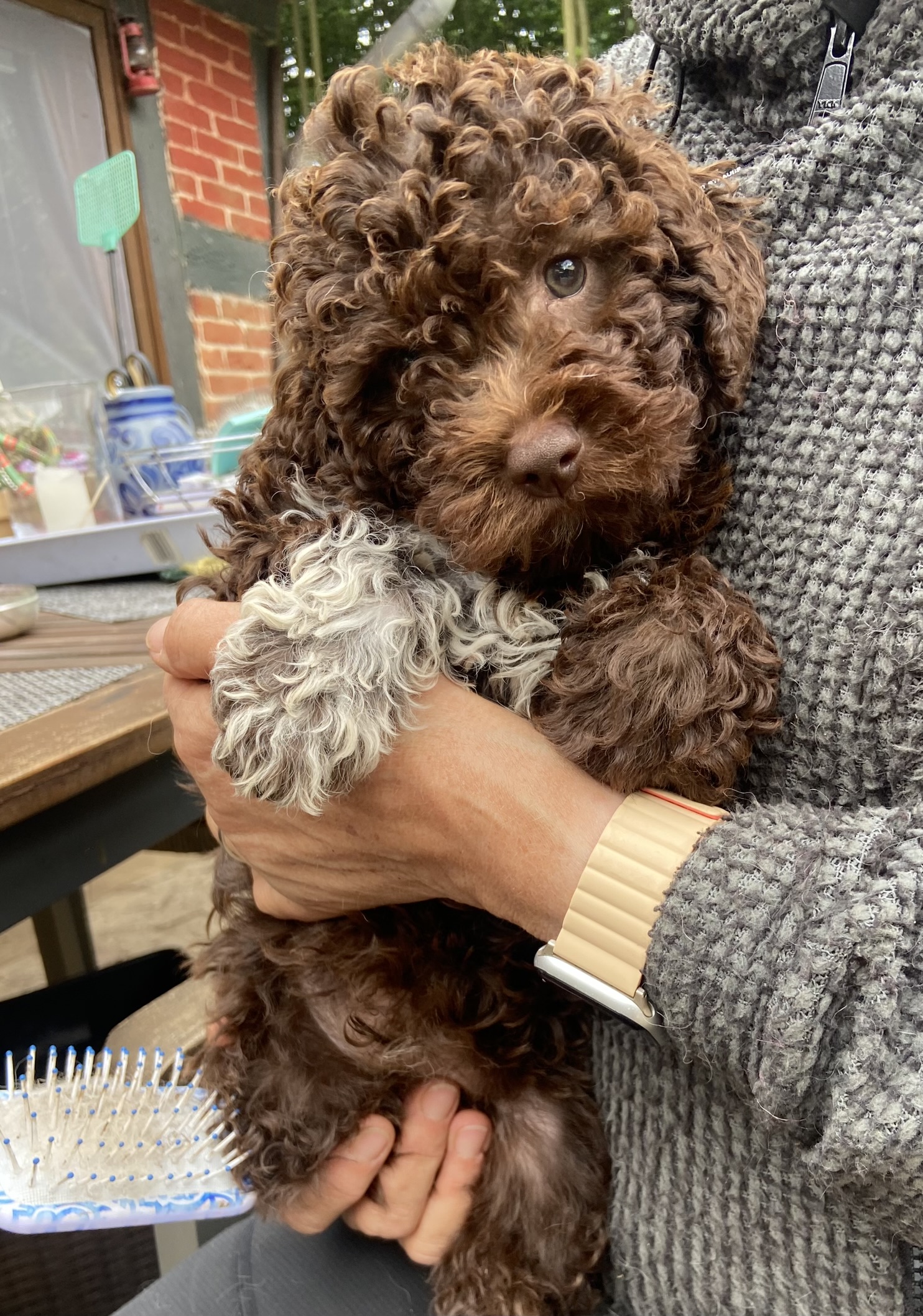 Jakobo neu Jacobo brauner Lagotto Romagnolo Welpe