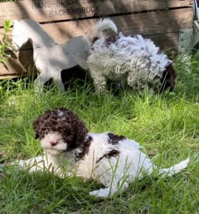 Lagotto Romagnolo positive Verstärkung