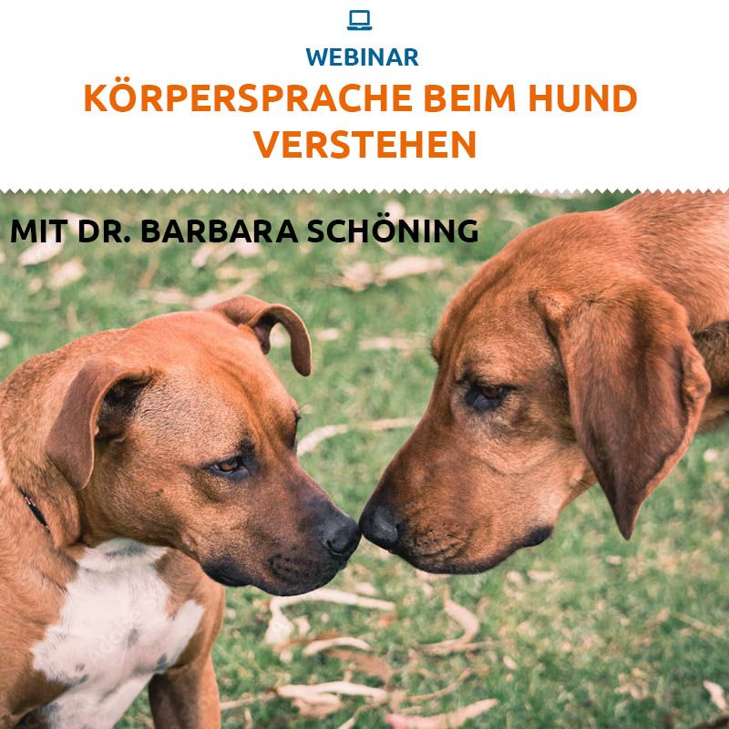 Körpersprache beim Hund Verstehen