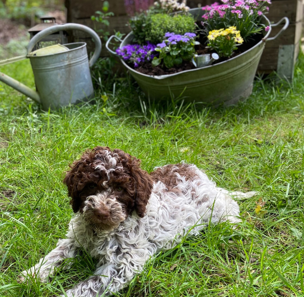 lagotto webseite foto blogbeitrag (3) Lagotto Romagnolo Welpe vom Tietenhof, braun weiß
