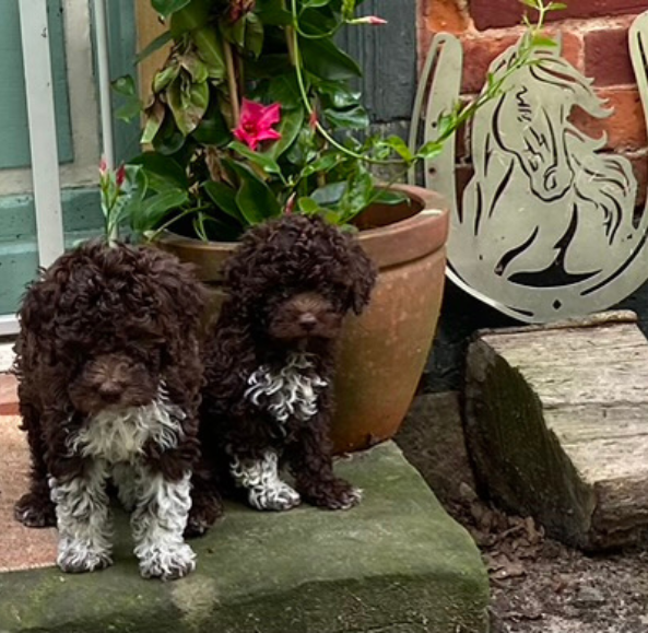 lagotto webseite foto blogbeitrag (4) Zwei Lagotto Romagnolo Welpen vom Tietenhof. Fellfarben braun