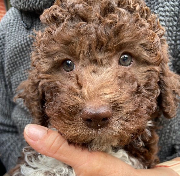 Lagotto Romagnolo Welpe vom Tietenhof, braun