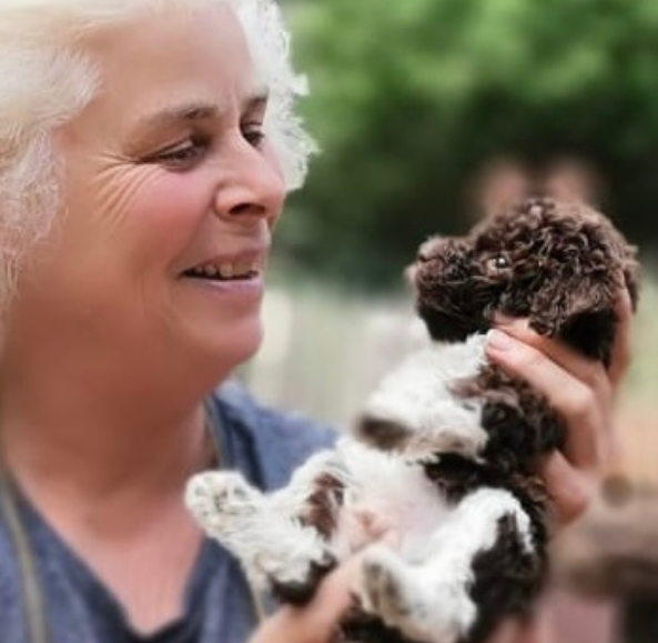Lagotto Romagnolo Welpe vom Tietenhof
