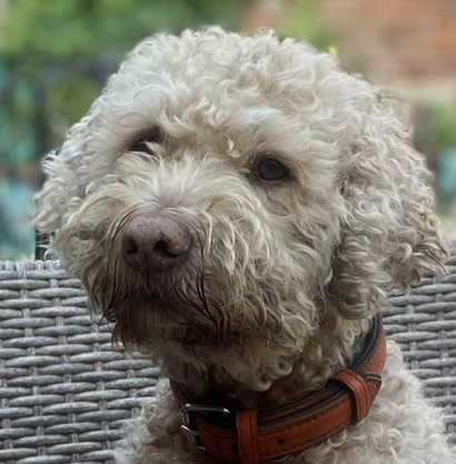 IMG_3706 Lagotto Romagnolo Fellfarbe hell