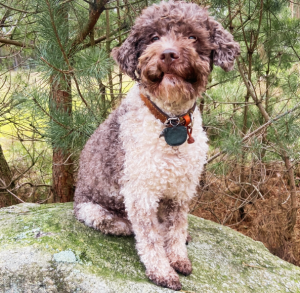 Lagotto Romagnolo Hündin Brenda