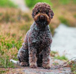 Lagotto Romagnolo Zuchtrüde Carlo del Peschio Vicale