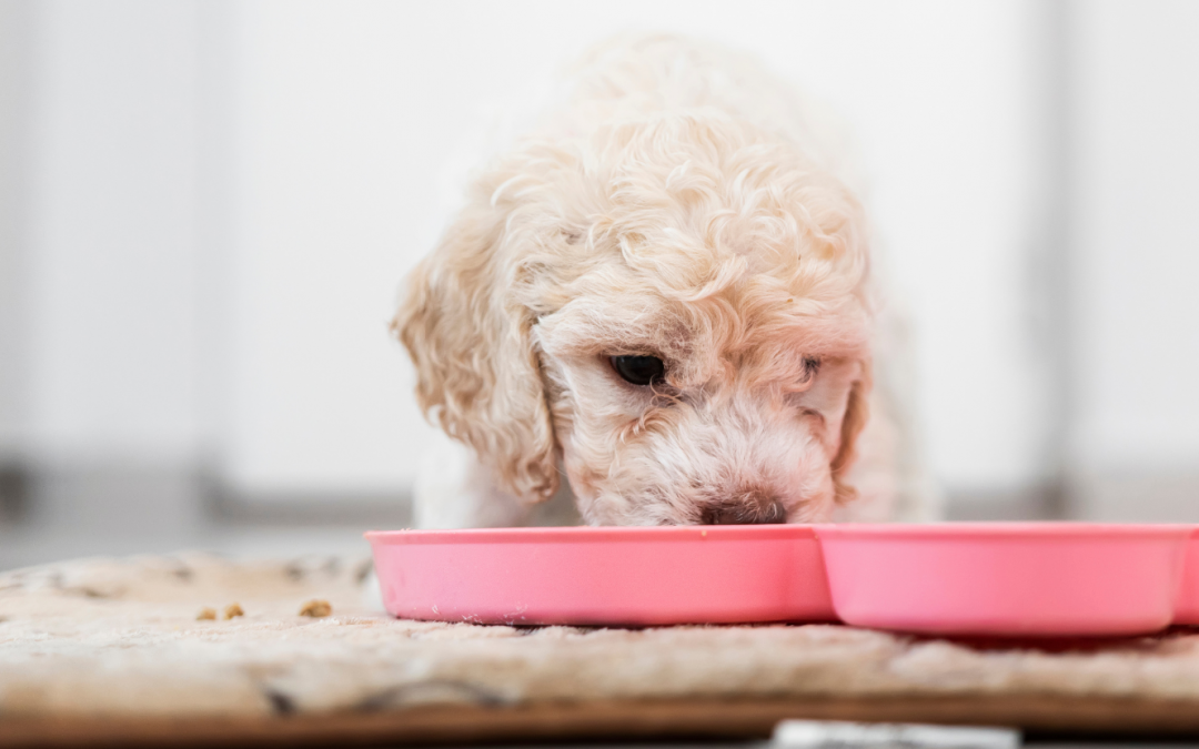 Knochenbrühe für Hunde: Natürliches Superfood