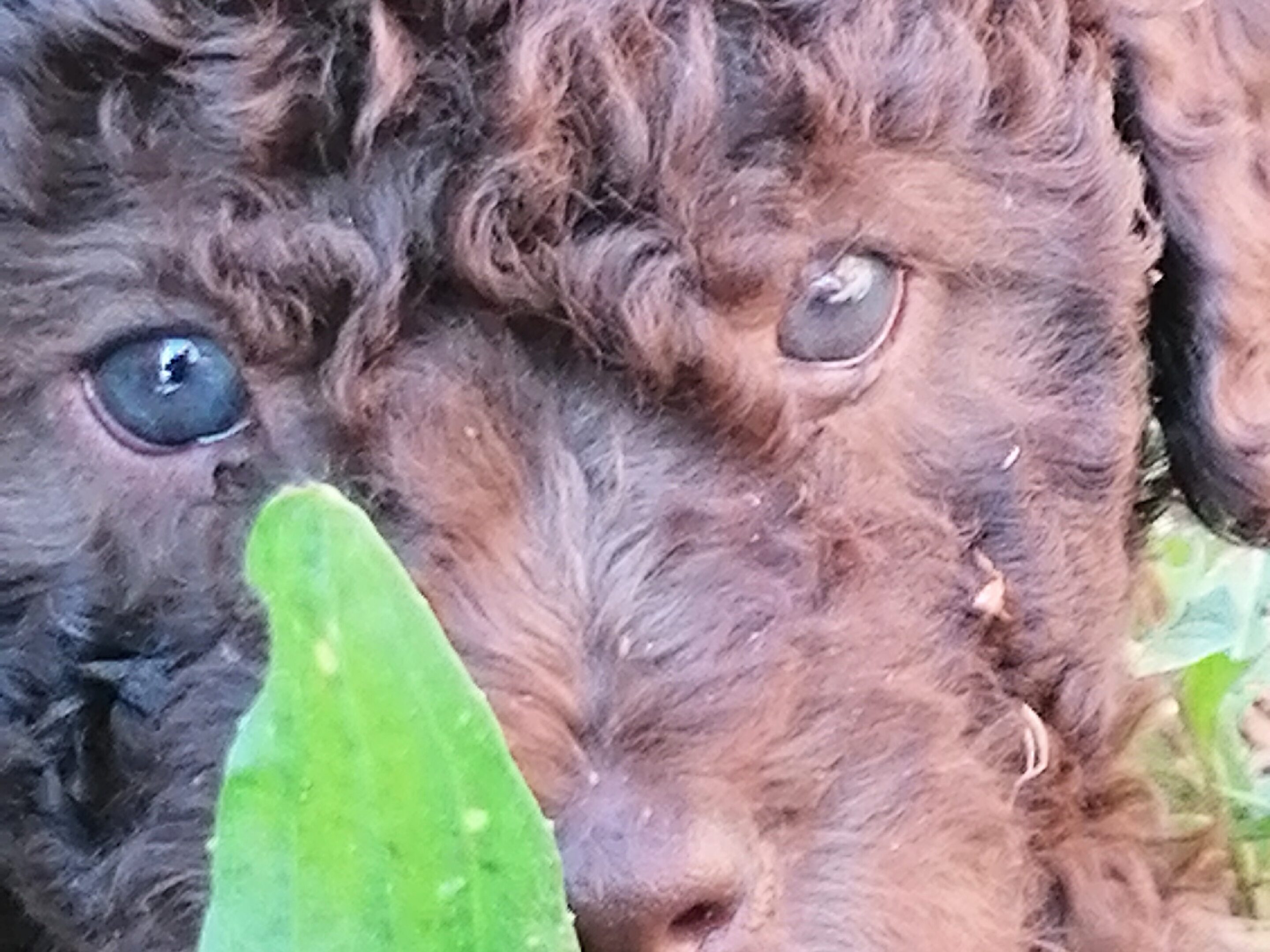 Welpenfütterung 3 Welpenfütterung Lagotto Romagnolo